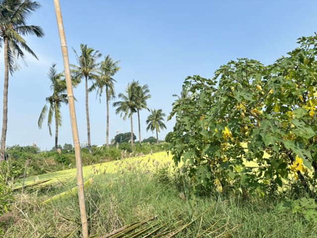 高雄彌陀農地-1