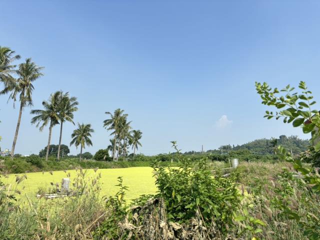 高雄彌陀農地-4