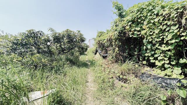 高雄燕巢農地-0