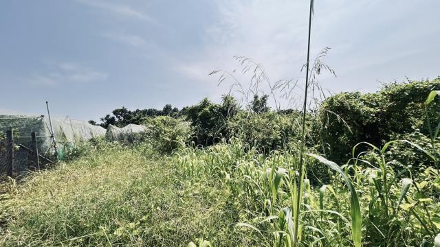 高雄燕巢農地-2